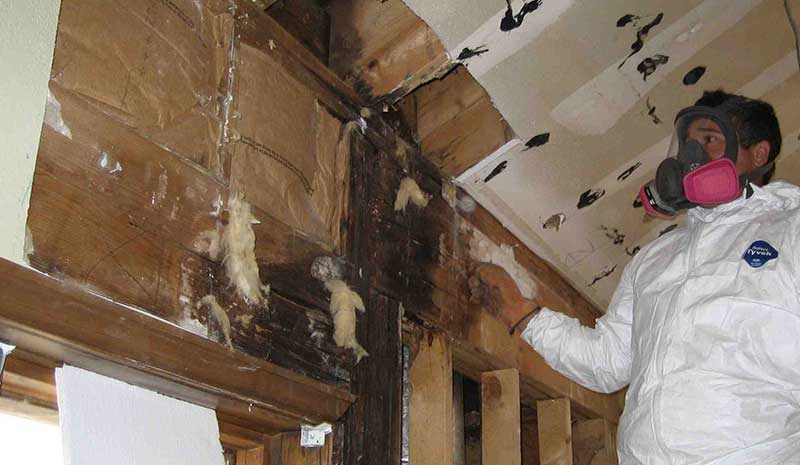 attic mold remediation toronto