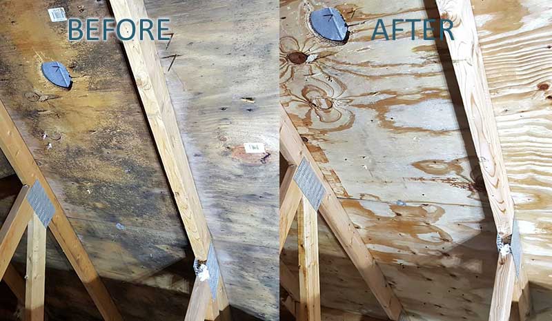 attic mold removal company