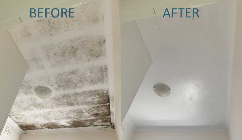 attic mold removal toronto