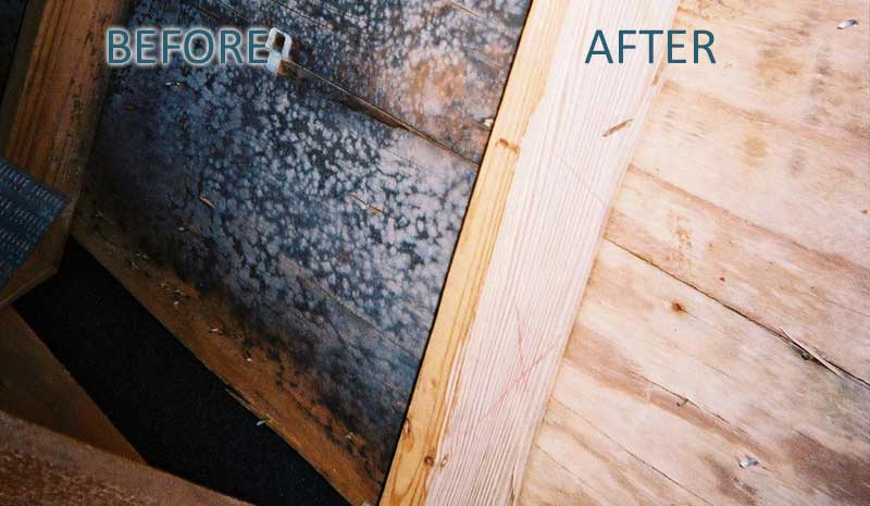 attic mold toronto