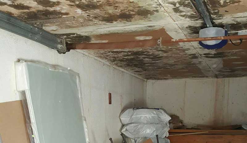 black mold in basement