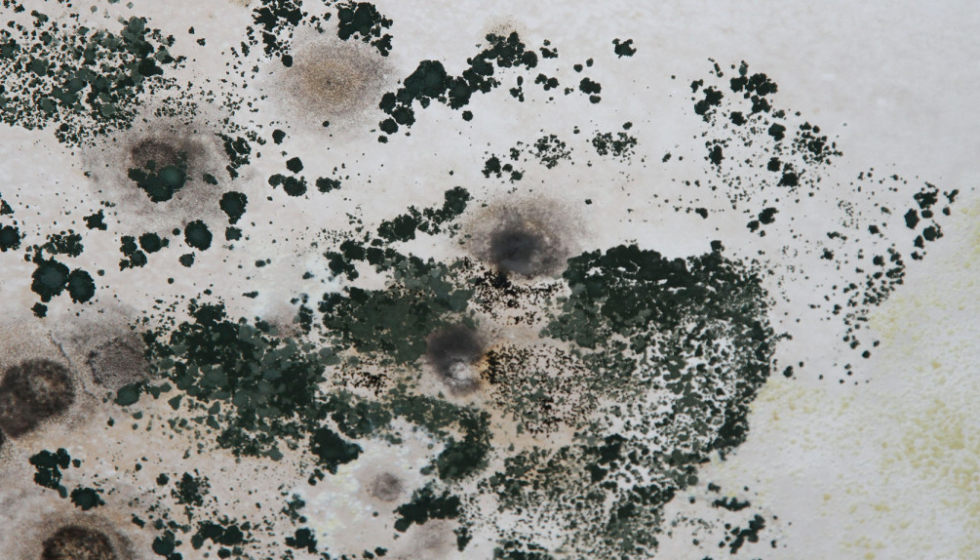 black mold testing