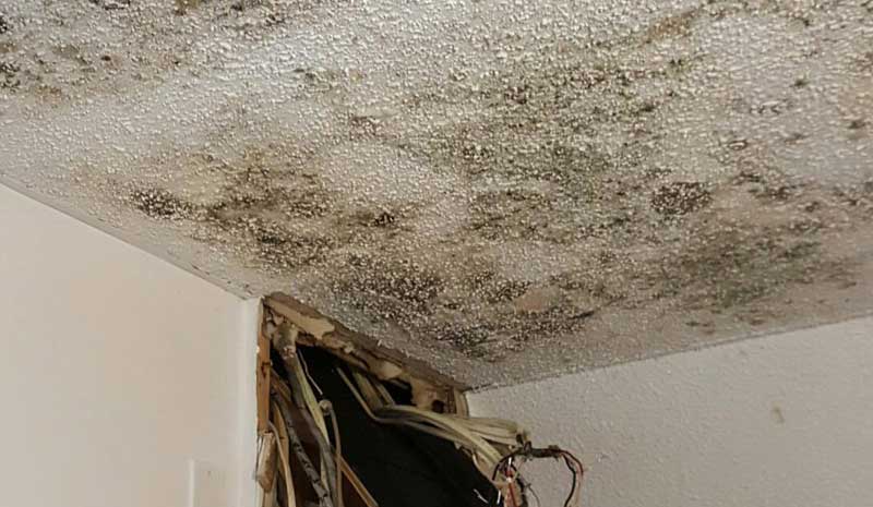 mold inspection toronto