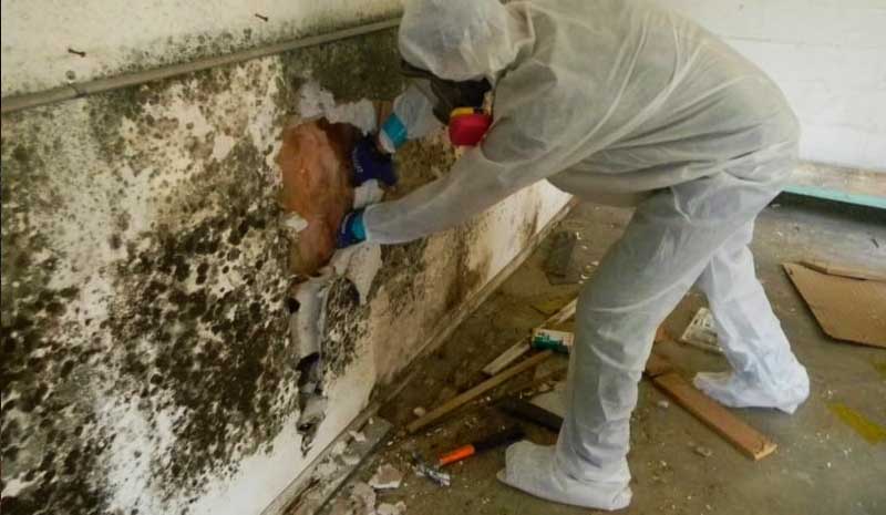 mold remediation company