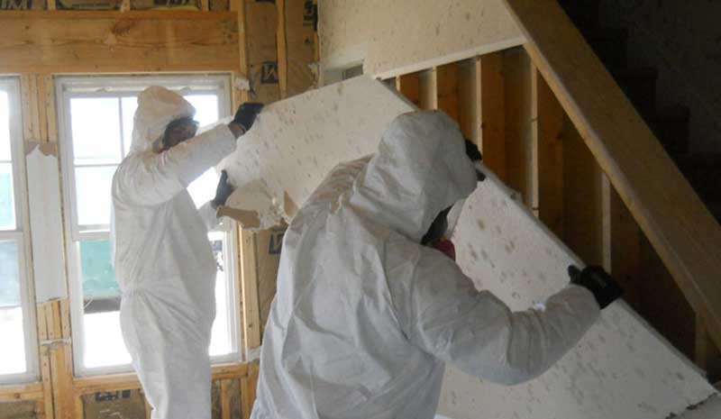 mold remediation specialists