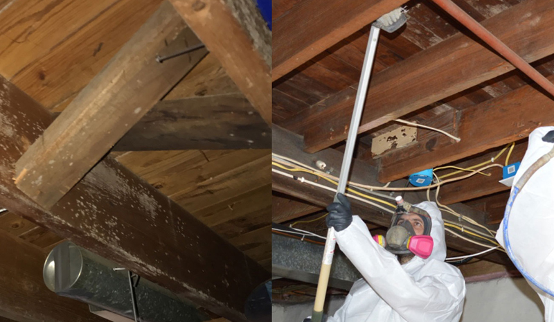 toronto crawl space mold-removal