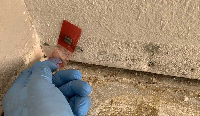 toronto mold inspection